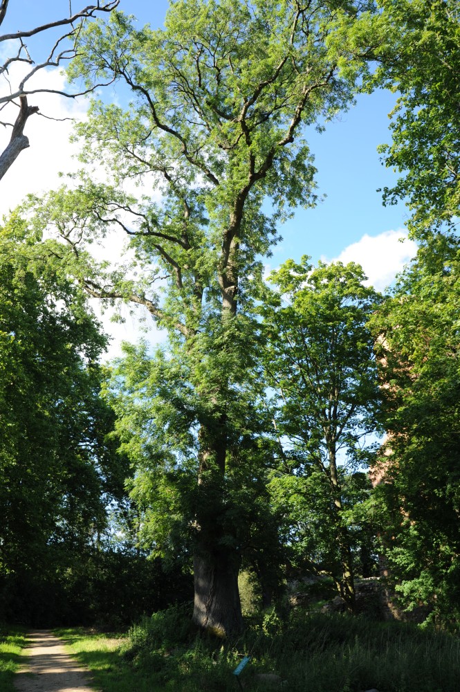excelsior Fraxinus