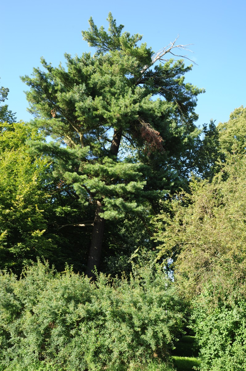 Pinus strobus