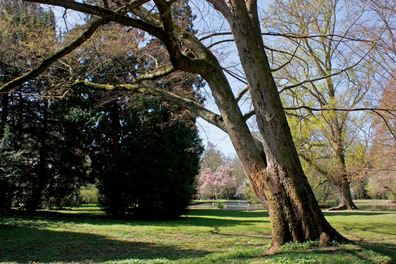 Zelkova serrata - Schwetzingen - April 2012
