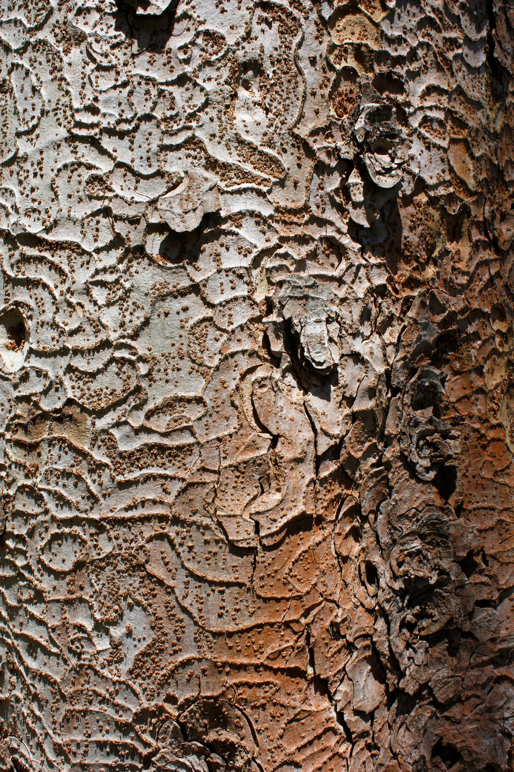 Zelkova serrata - Schwetzingen - April 2012