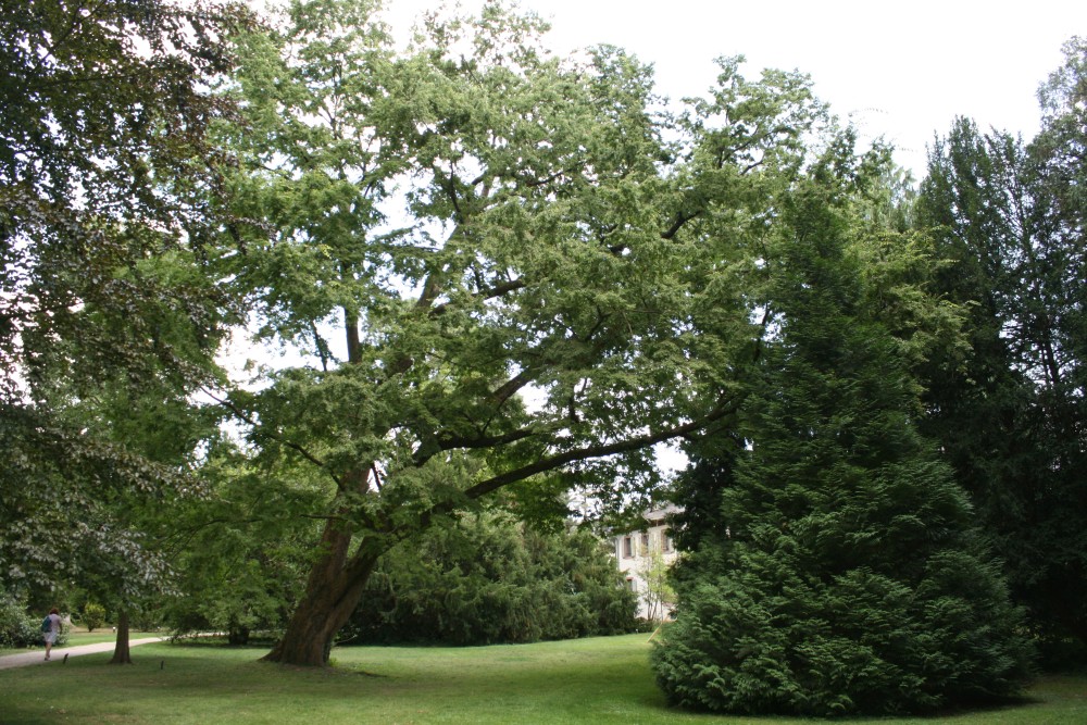 serrata Zelkova