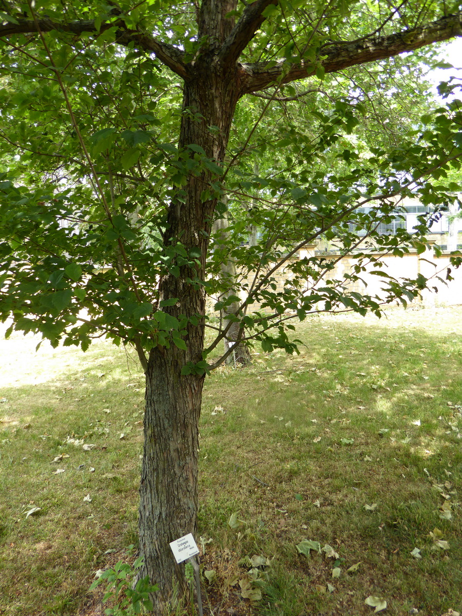 Crataegus chlorosarca - Leipzig - Juni 2015