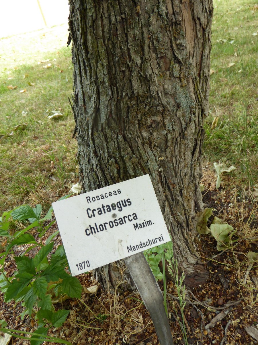 Crataegus chlorosarca - Leipzig - Juni 2015