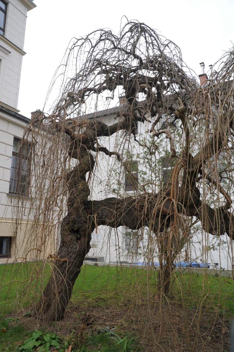Morus alba 'Pendula' - Bonn - Winter 2015
