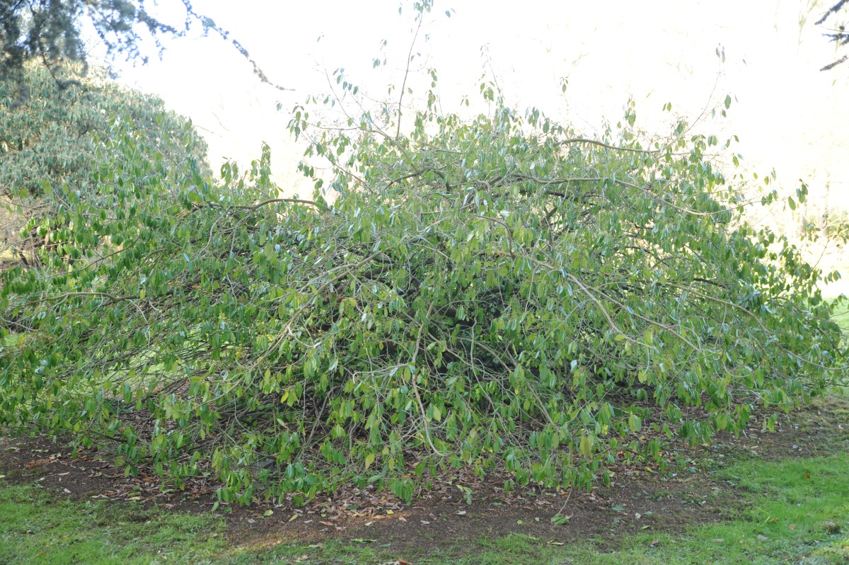 Euonymus kiautschovicus