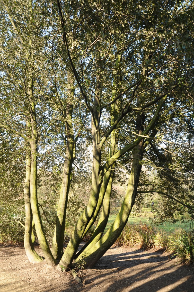 ilex Quercus