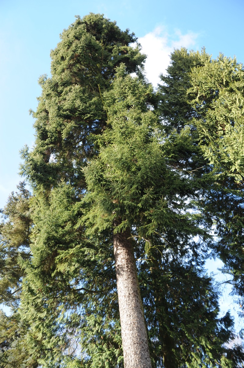orientalis Picea