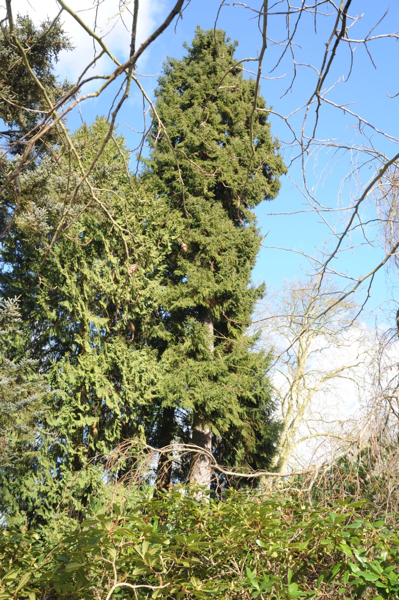 Orientalische Fichte - Wiesenburg Schlosspark - Winter 2015