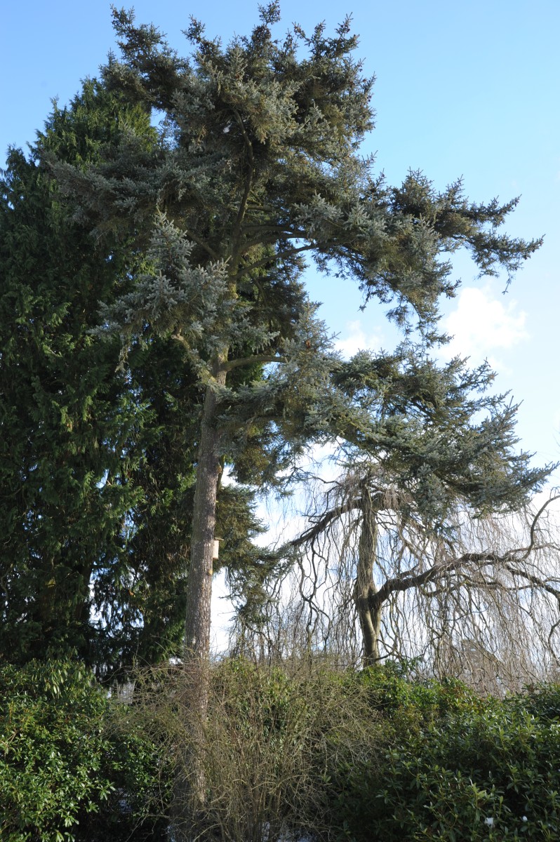 jezoensis Picea