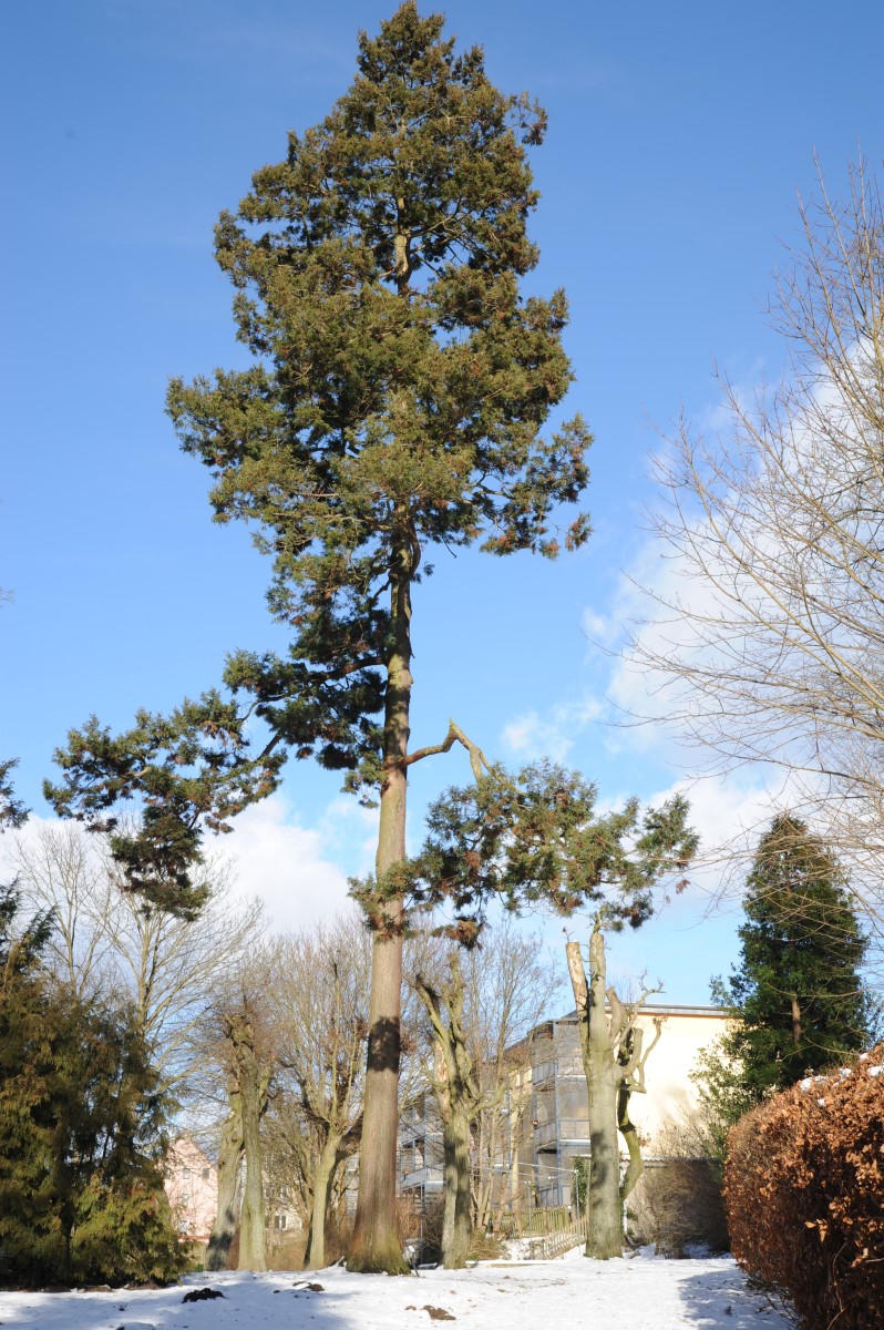 'Squarrosa' Chamaecyparis pisifera