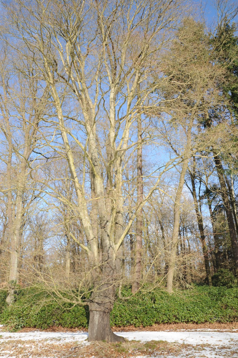Acer cappadocicum