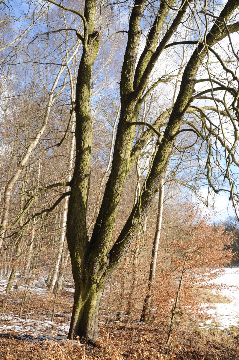 'Pyramidalis' Aesculus hippocastanum