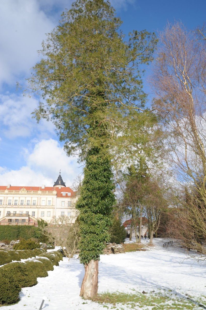 'Filifera' Chamaecyparis pisifera