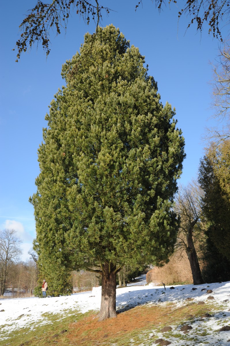 cembra Pinus