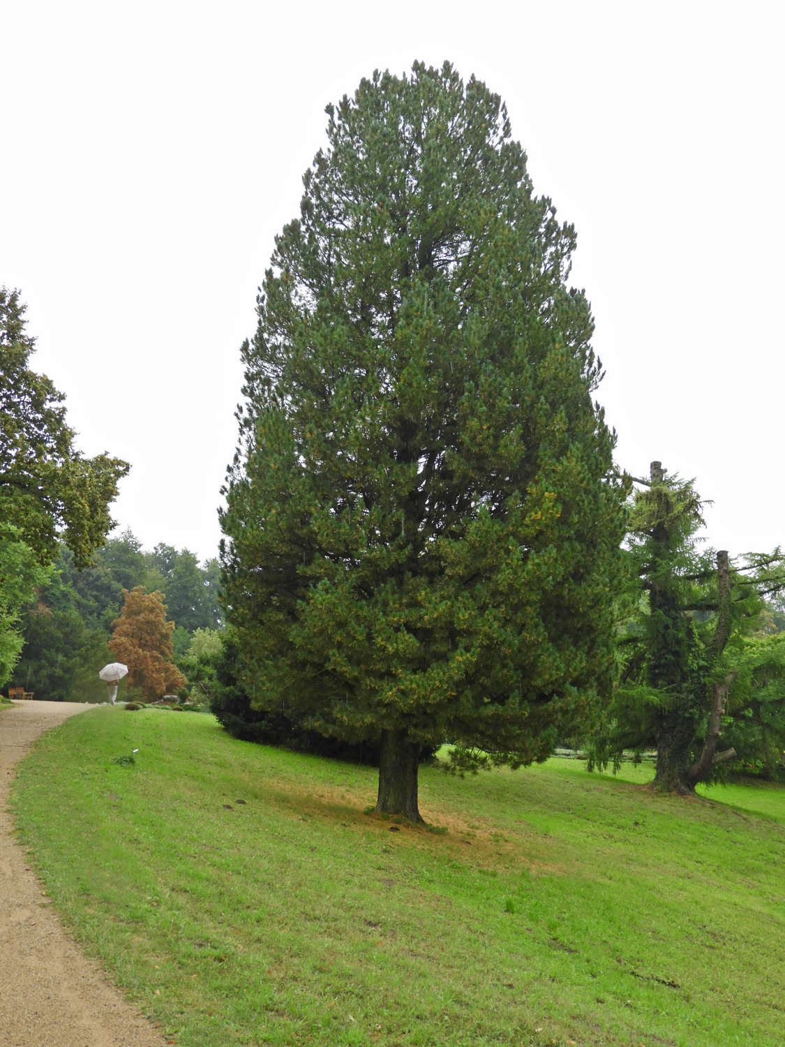 Pinus cembra - Wiesenburg - August 2025
