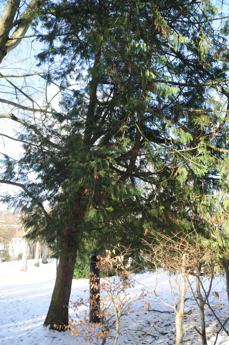 standishii Thuja
