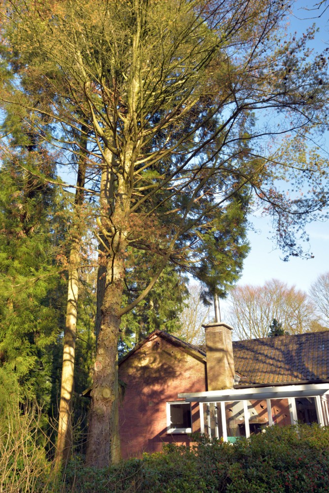 'Glauca' parviflora Pinus