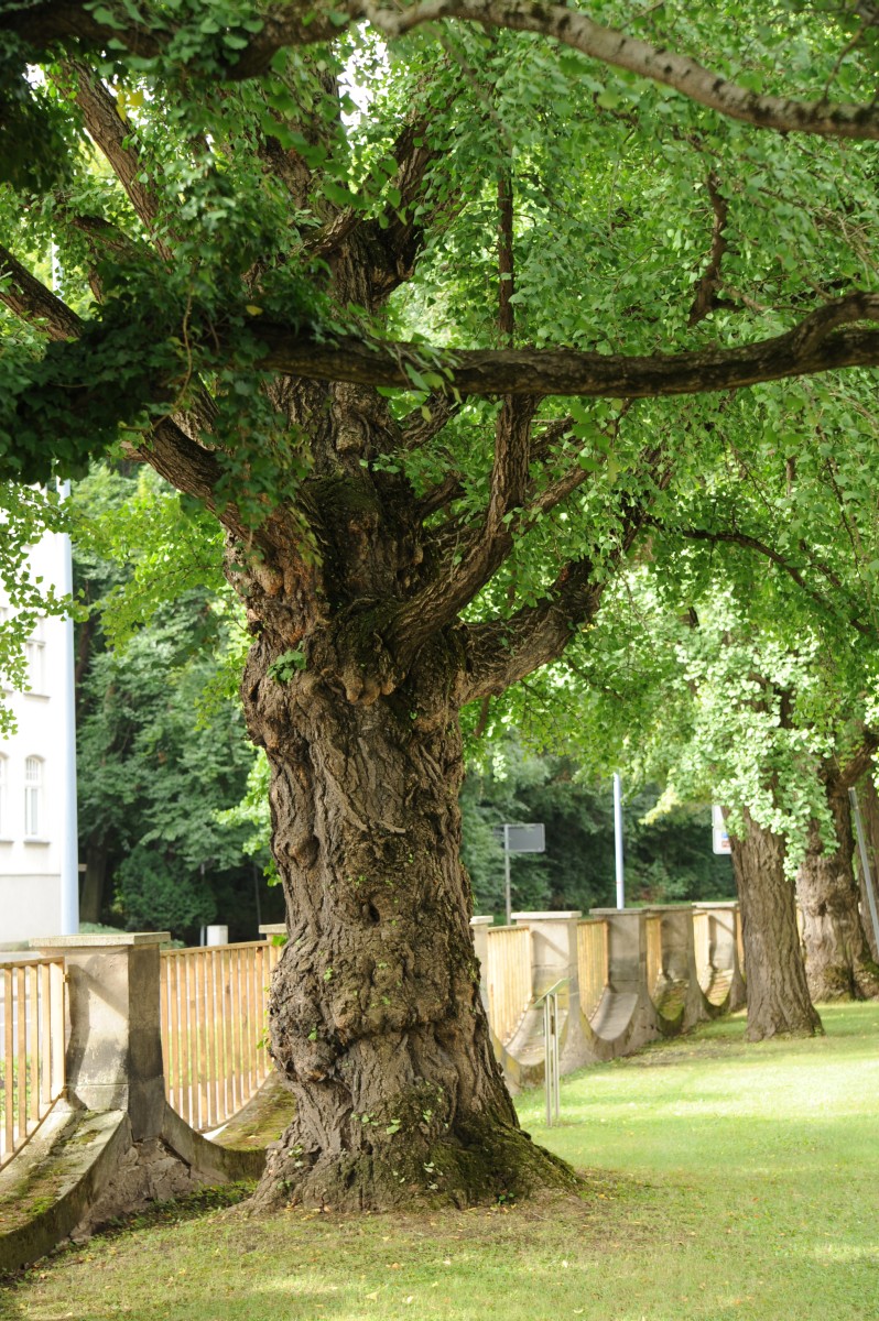 Ginkgo biloba - Bernburg - Sommer 2013