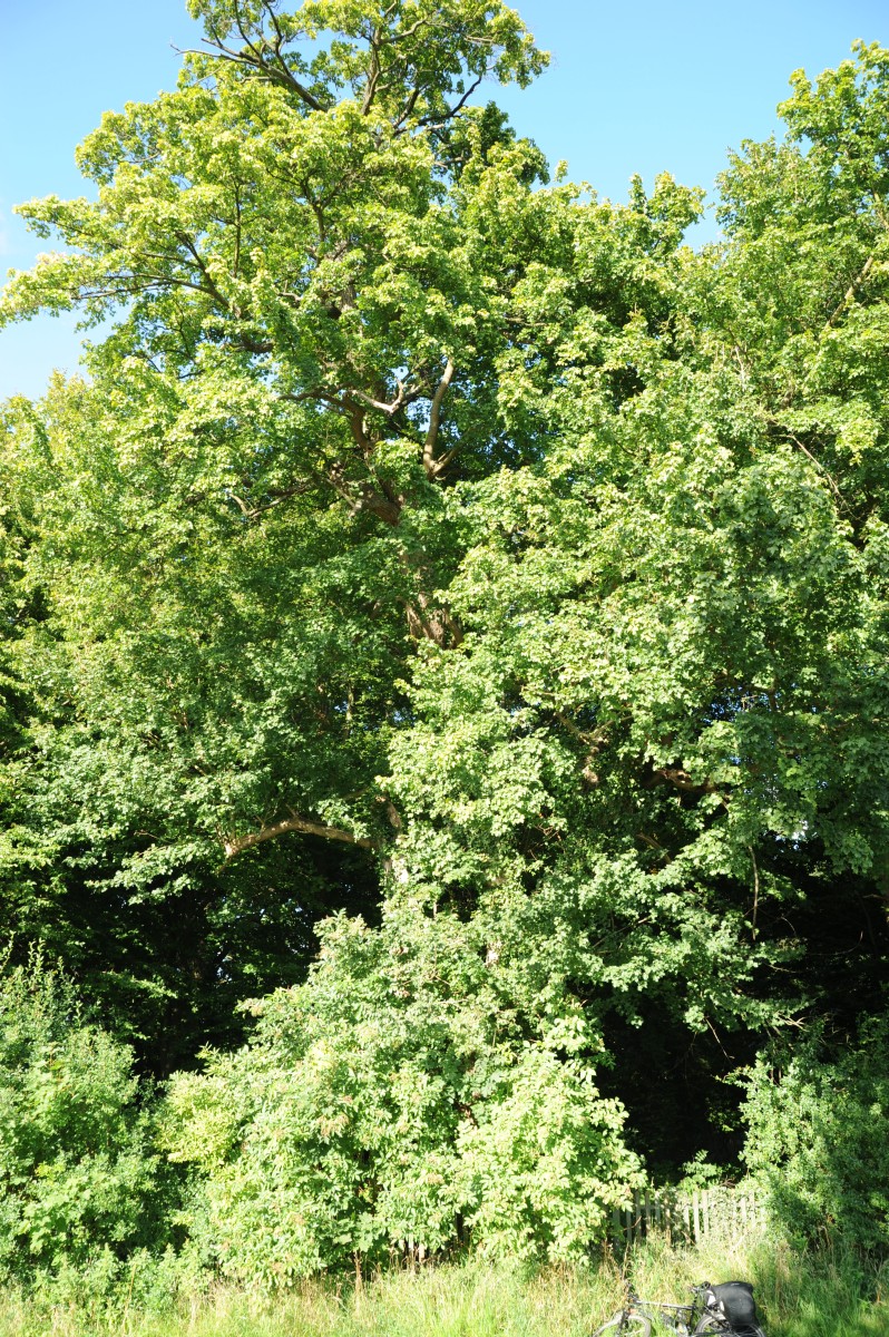 Acer campestre