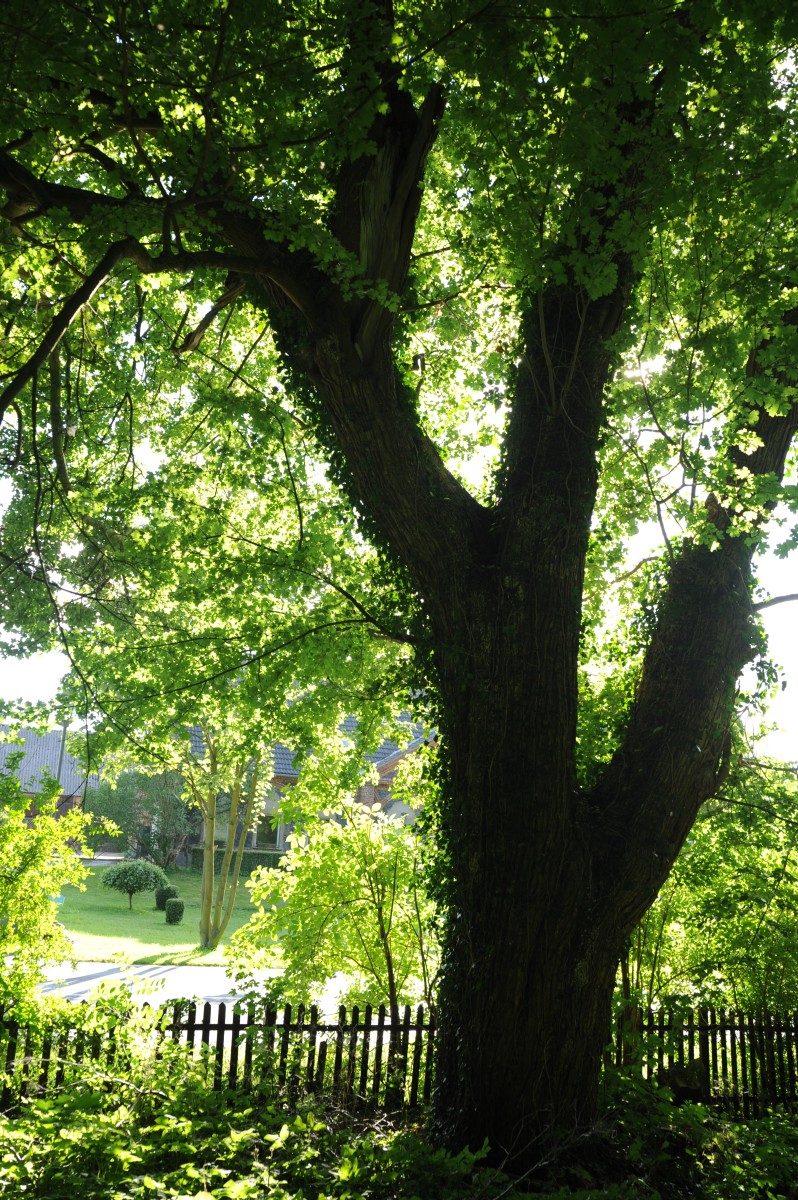 Acer campestre - Wolfshagen - Sommer 2012