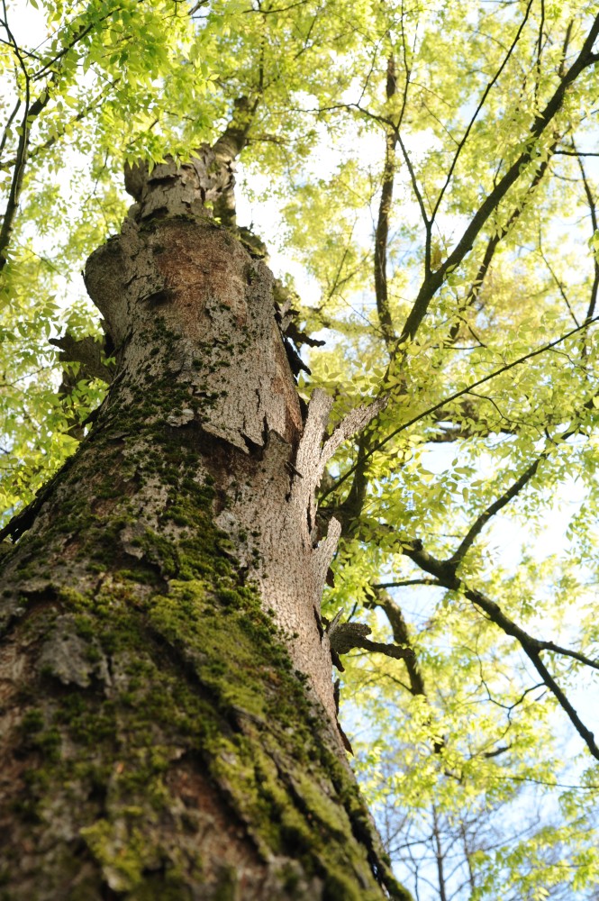 Zelkova serrata - Reichenschwand, Schlosspark - 2014