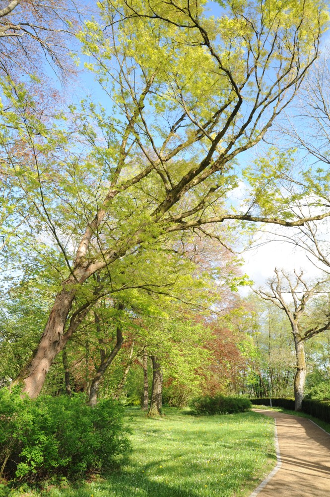 Zelkova serrata - Reichenschwand, Schlosspark - 2014
