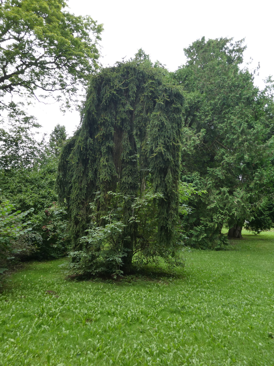 Picea abies 'Inversa' - Reichenschwand, Schlosspark - August 2024
