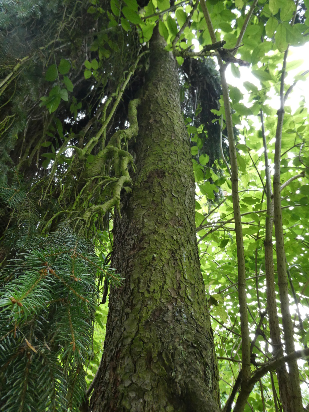 Picea abies 'Inversa' - Reichenschwand, Schlosspark - August 2024