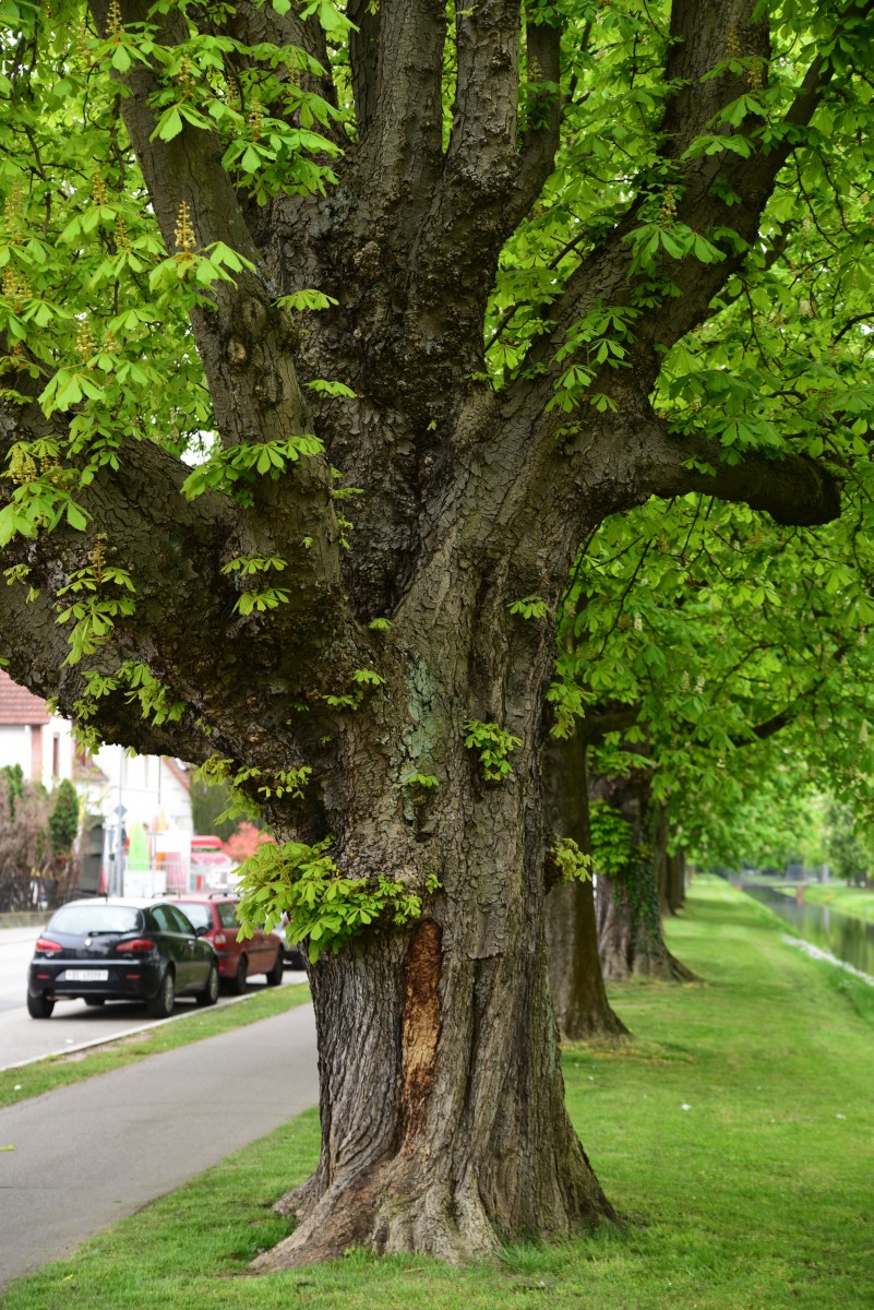'Baumannii' Aesculus hippocastanum
