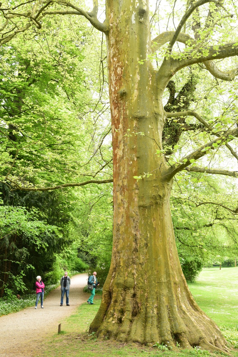 × hispanica Platanus
