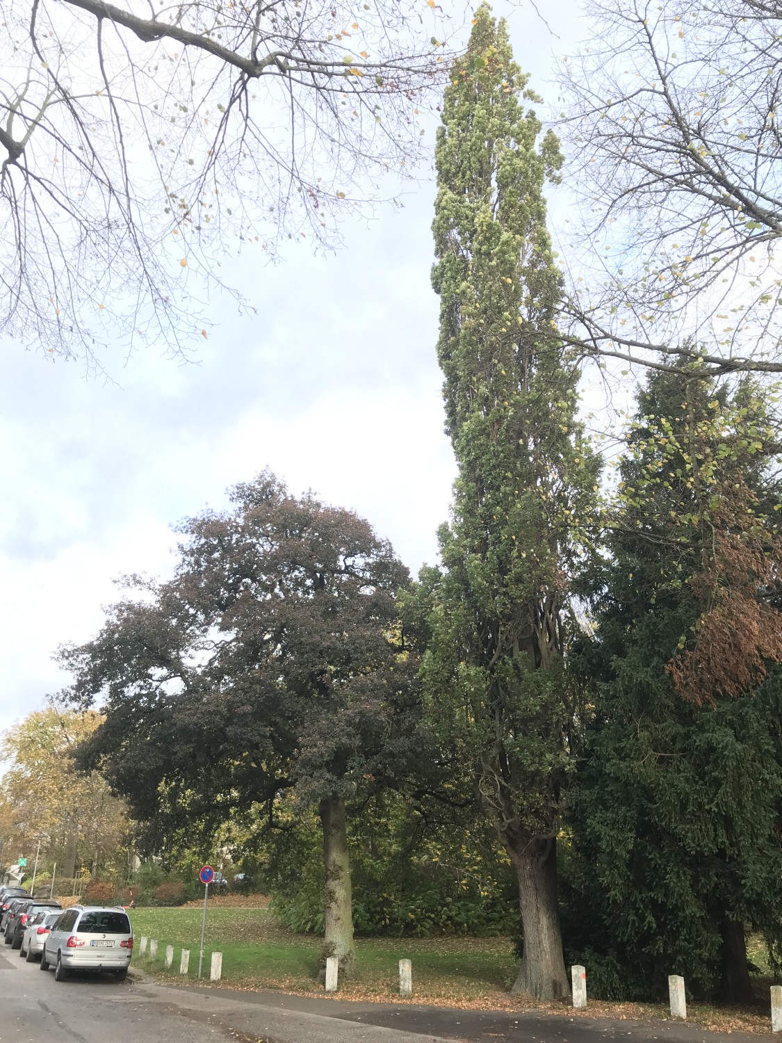 Quercus robur Fastigiata-Gruppe 'Fastigiata Tortuosa' - Lübeck - 2022