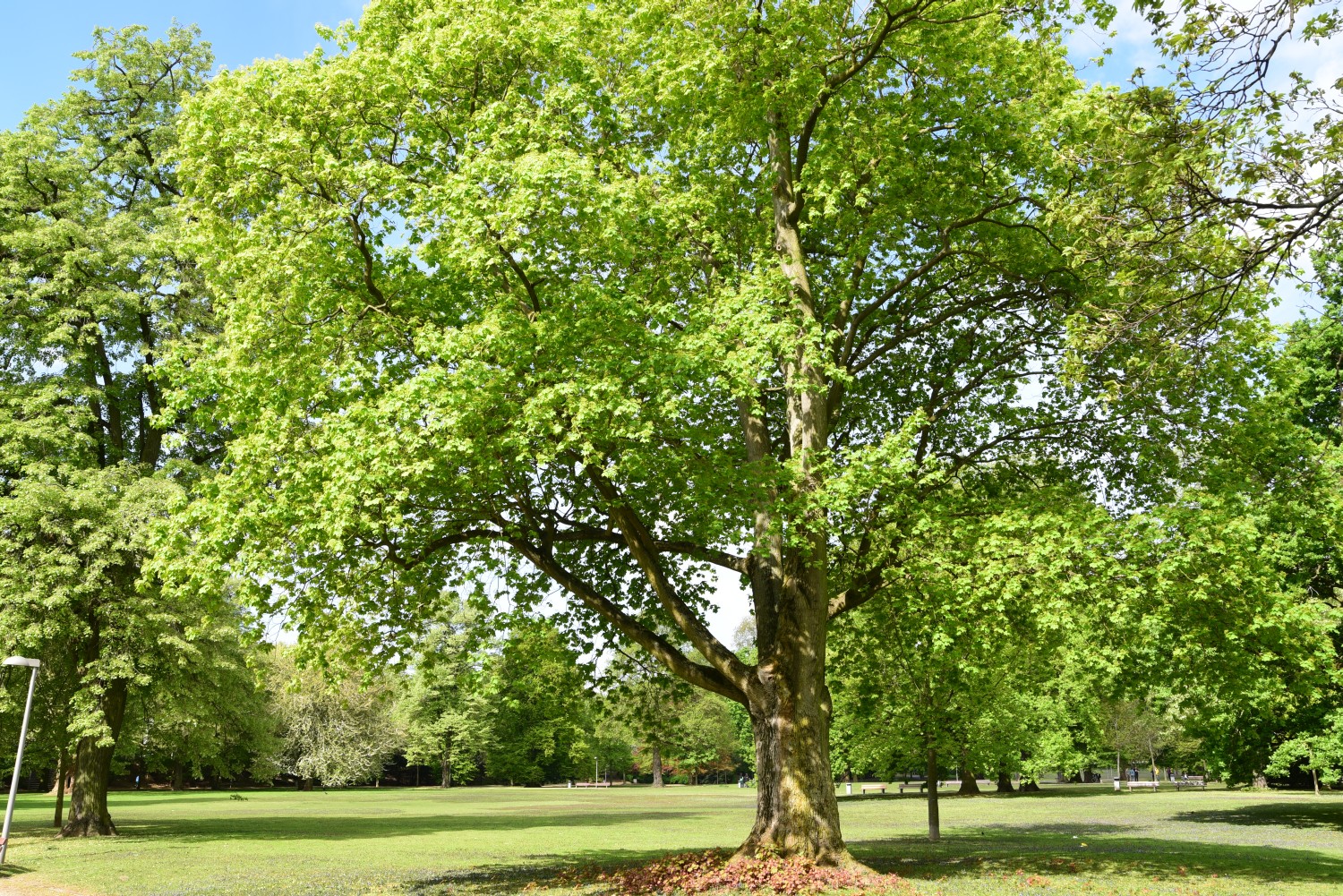 Acer cappadocicum