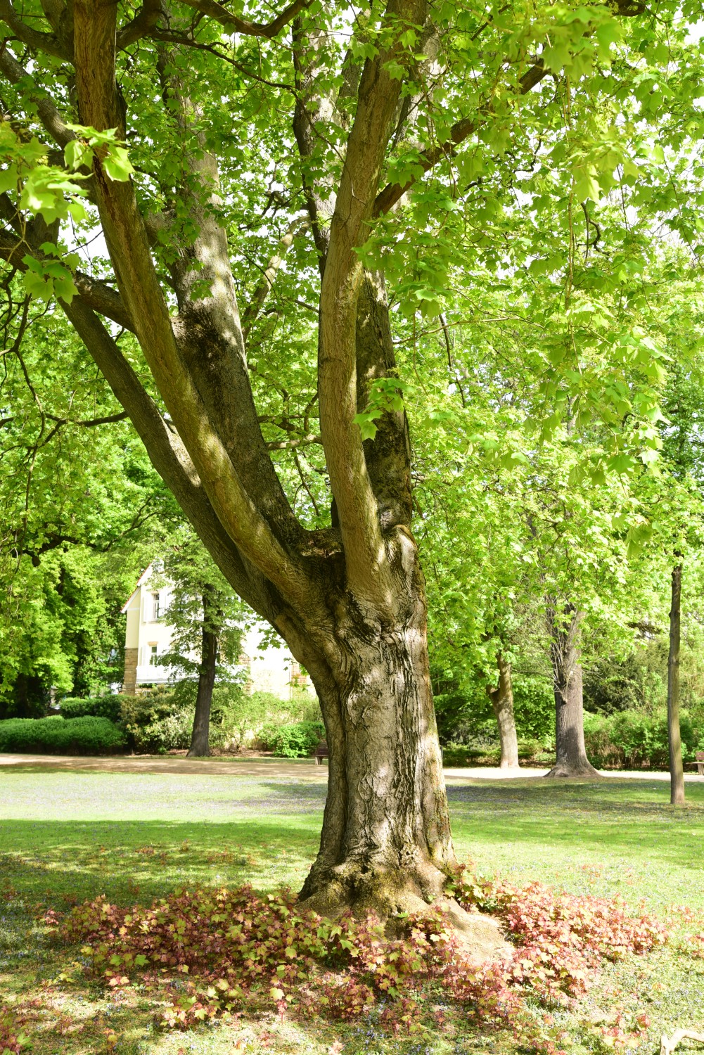 Acer cappadocicum - Karlsruhe - 2015