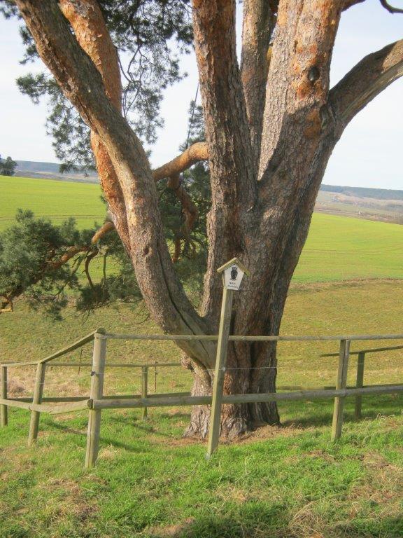 Pinus sylvestris - Hainbücht - 2015