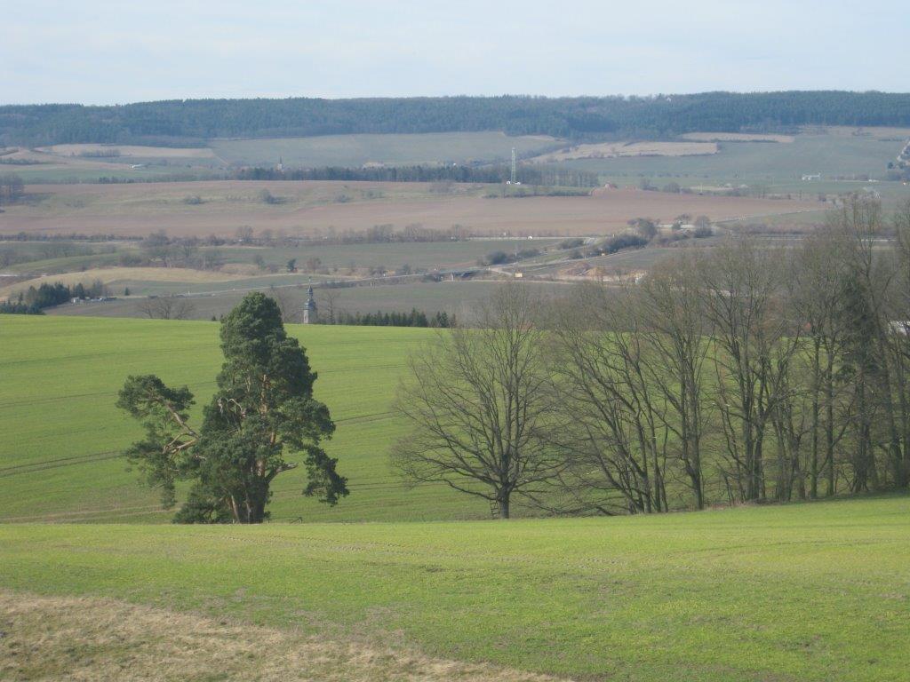Pinus sylvestris - Hainbücht - 2015