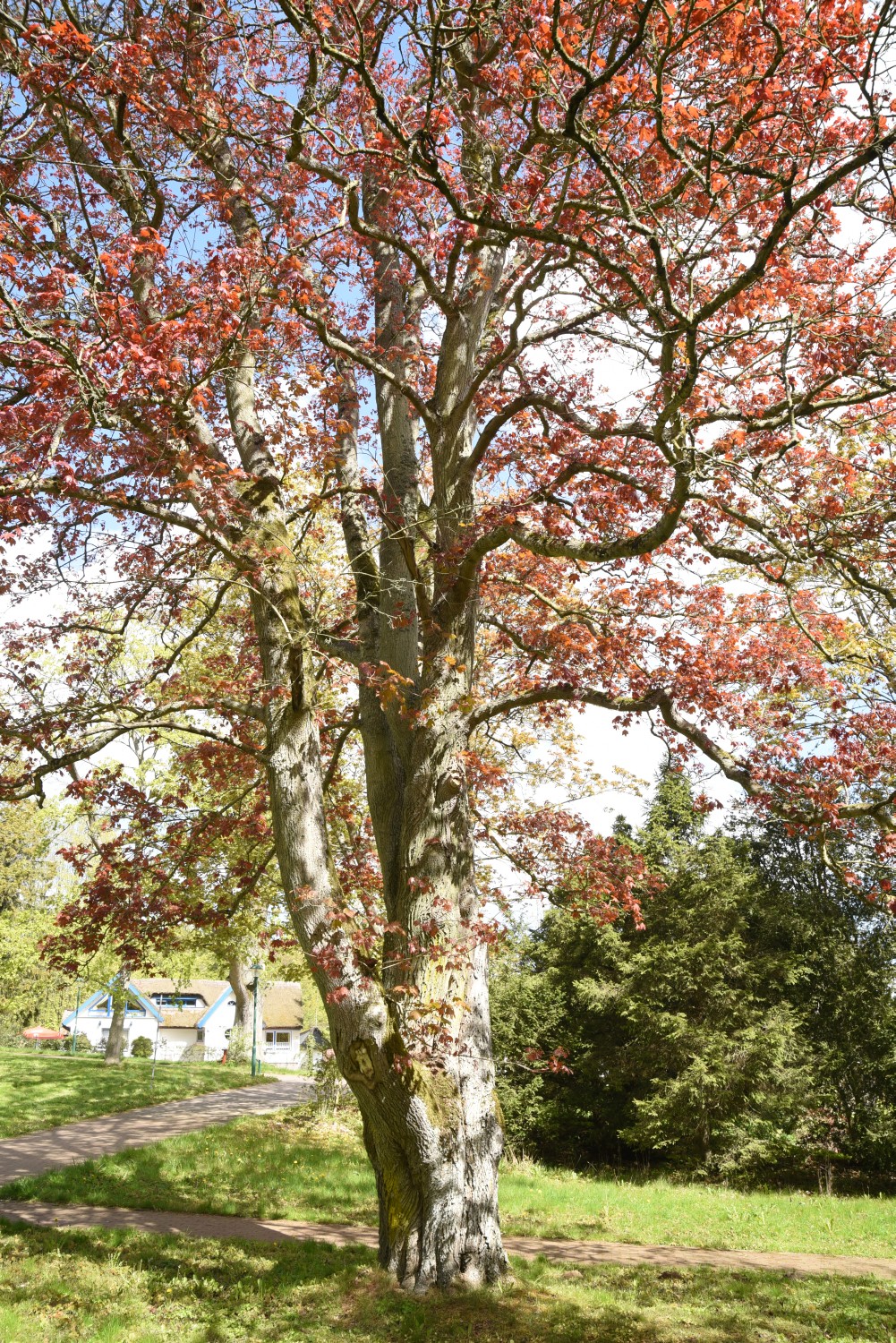 Acer platanoides 'Schwedleri' - Ralswieck - Mai 2019