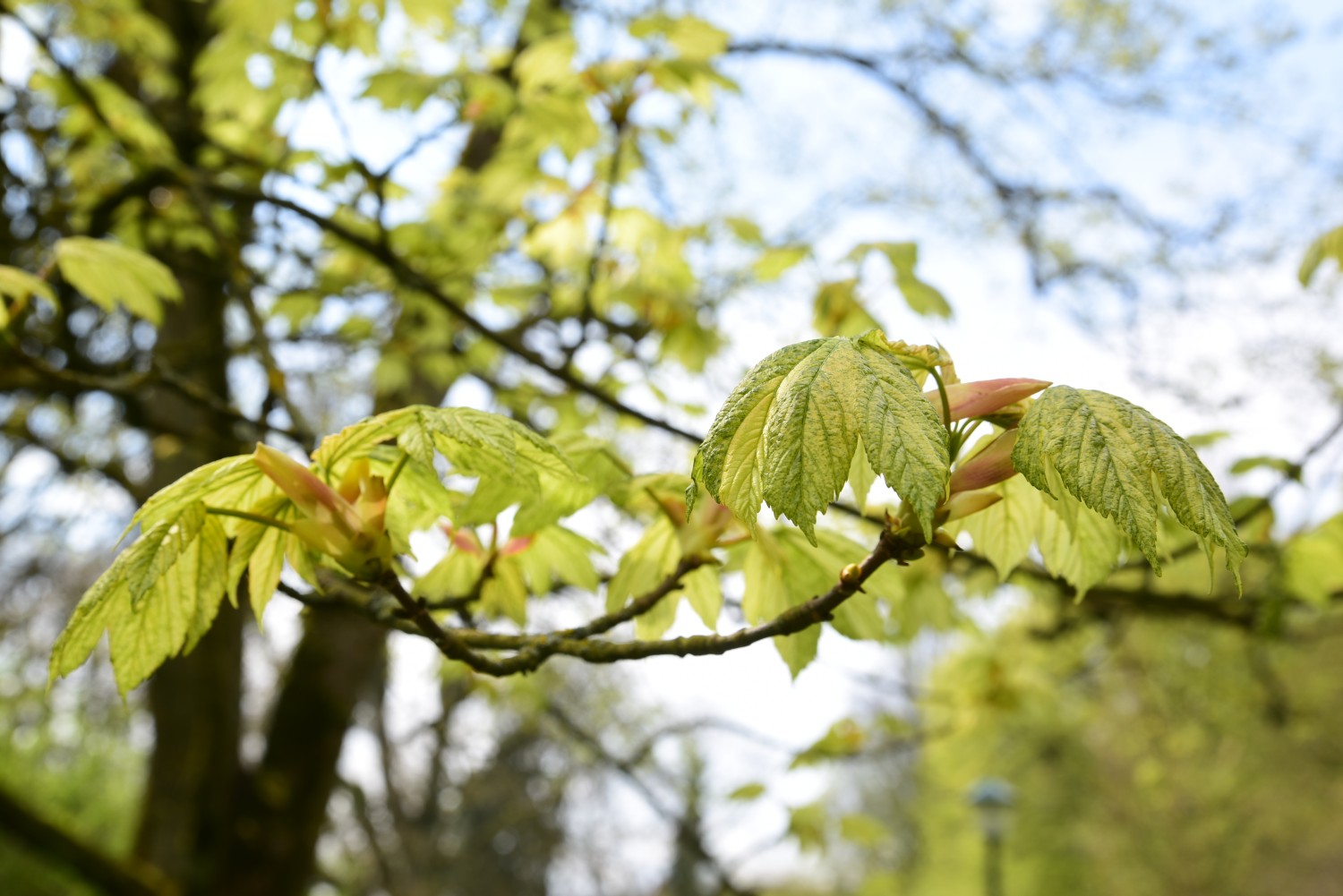 Acer pseudoplatanus 'Leopoldii' - Ralswieck - Mai 2015