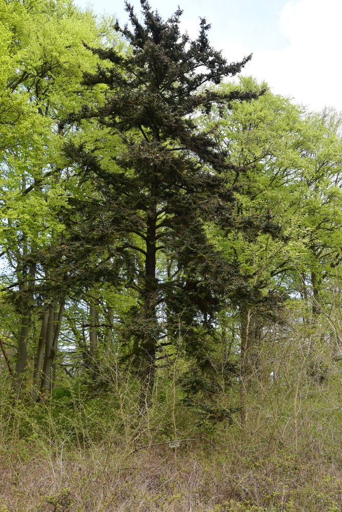 jezoensis Picea
