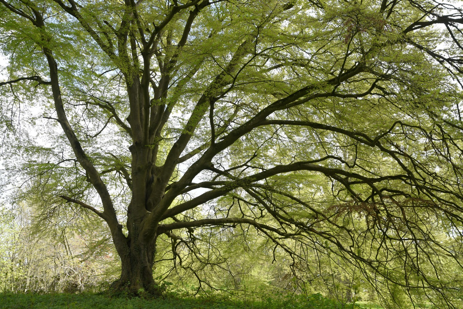 Fagus sylvatica 'Asplenifolia' - Ralswiek - 2019