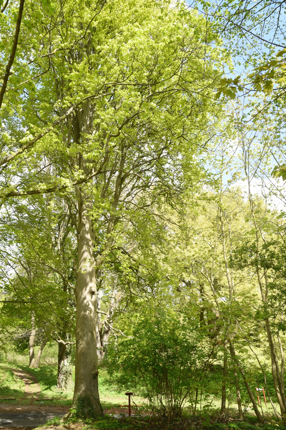 'Fastigiata' Fagus sylvatica