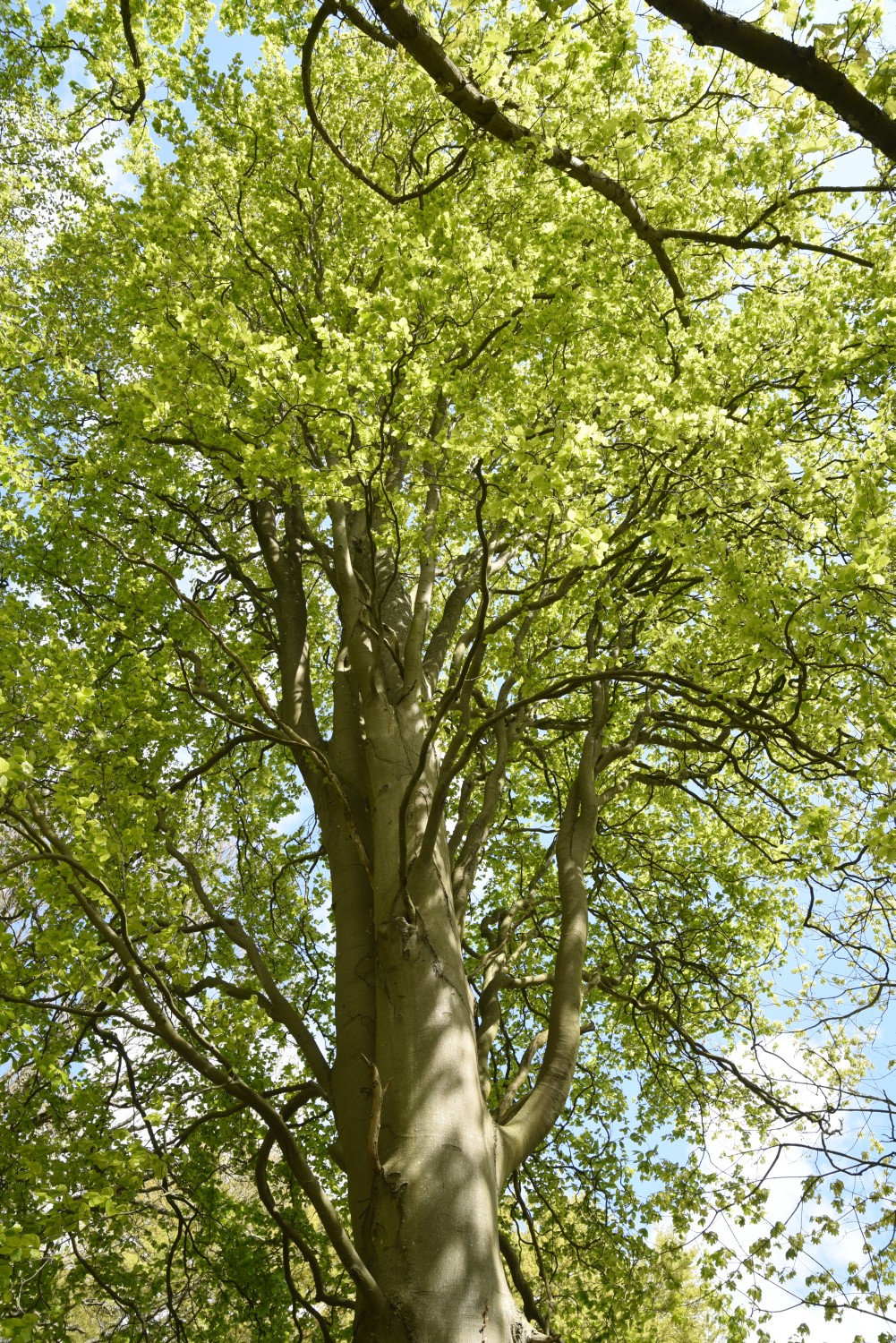 Fagus sylvatica 'Fastigiata' - Ralswiek - Mai 2019