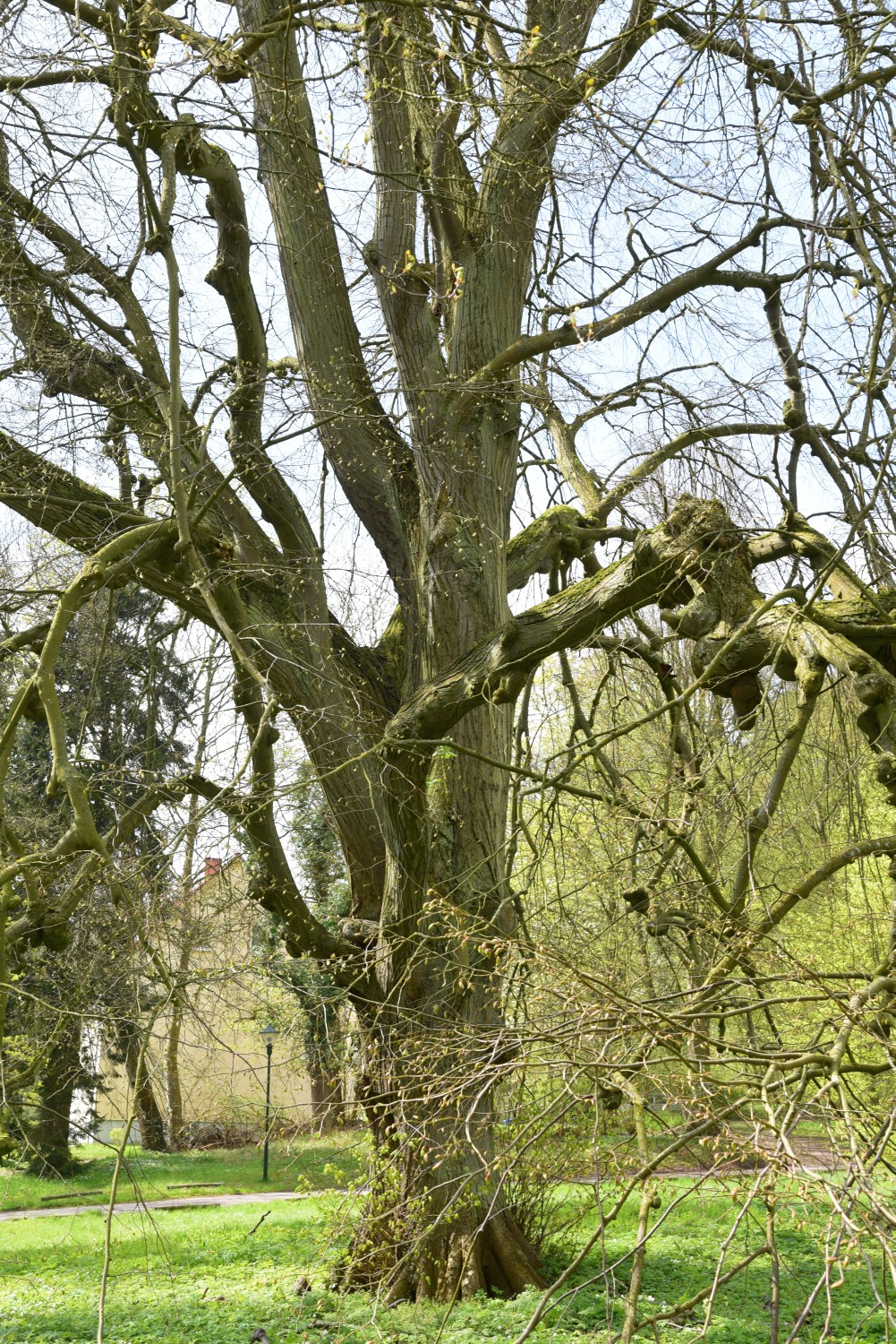 Tilia tomentosa