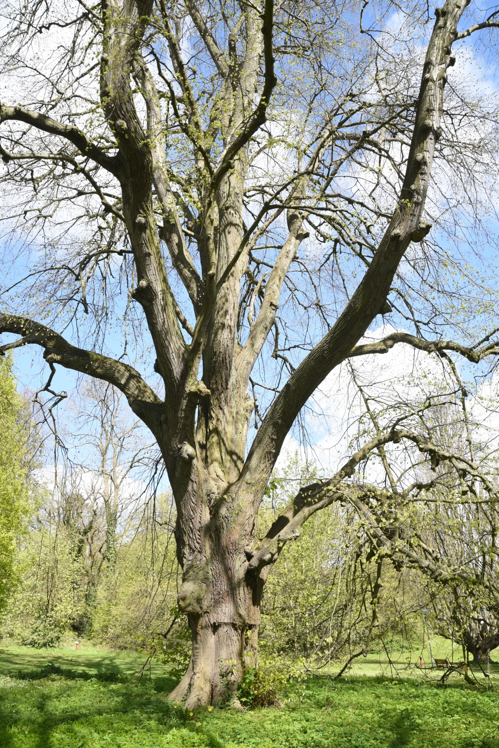 Tilia tomentosa - Ralswiek - Mai 2019