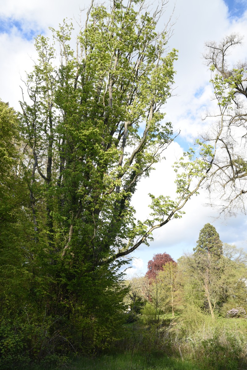 × hybrida Aesculus
