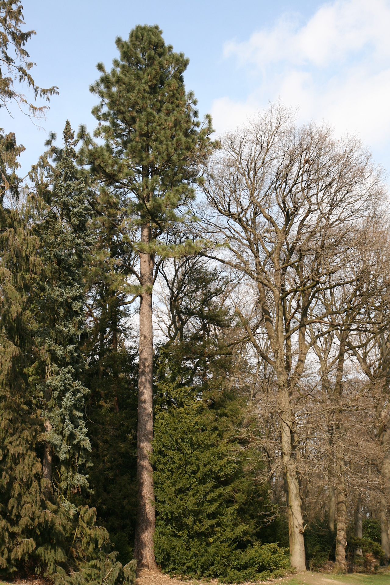 Pinus ponderosa