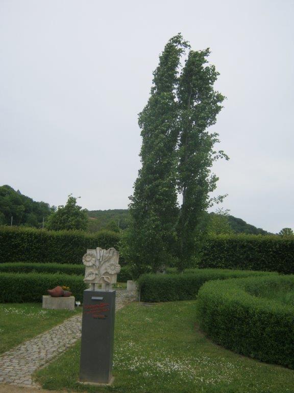 'Erecta' Populus tremula