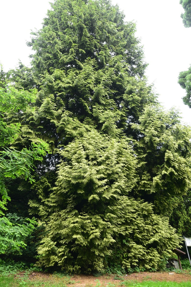 'Zebrina' plicata Thuja