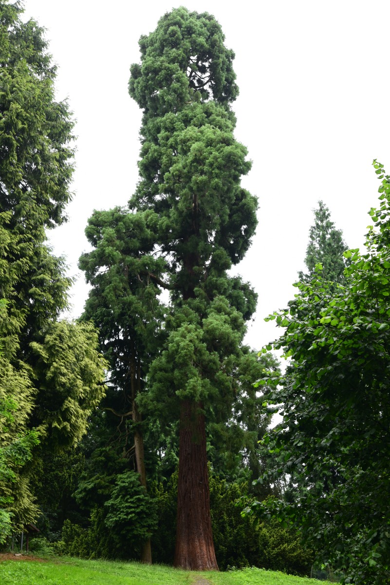 giganteum Sequoiadendron