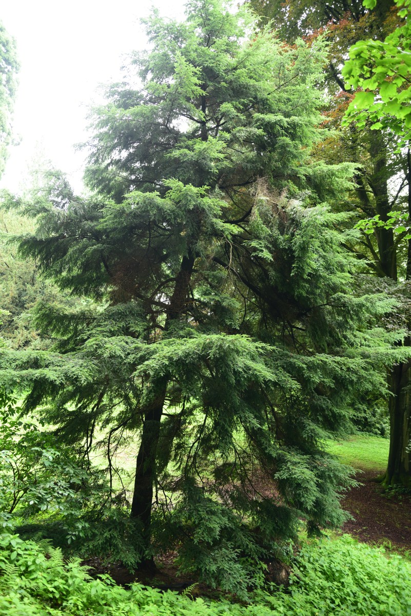 diversifolia Tsuga