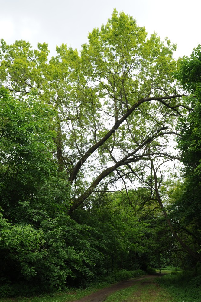Quercus imbricaria - Nürnberg - Mai 2013